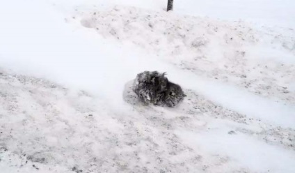 Quendi pisica cu picioare foarte lungi (știri din lumea pisicilor) Quendi pisica cu picioare foarte lungi