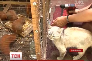 Quendi pisica cu picioare foarte lungi (știri din lumea pisicilor) Quendi pisica cu picioare foarte lungi