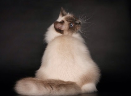 pisica Ragdoll (55 poze) rocă Rag Doll pisoi american Ed, descriere, video (papusa) pisica Ragdoll (55 poze) rocă Rag Doll pisoi american Ed, descriere, video