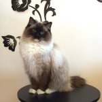 pisica Ragdoll (55 poze) rocă Rag Doll pisoi american Ed, descriere, video (pisică) pisica Ragdoll (55 poze) rocă Rag Doll pisoi american Ed, descriere, video