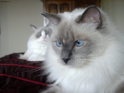 pisica Ragdoll (55 poze) rocă Rag Doll pisoi american Ed, descriere, video (roca) pisica Ragdoll (55 poze) rocă Rag Doll pisoi american Ed, descriere, video