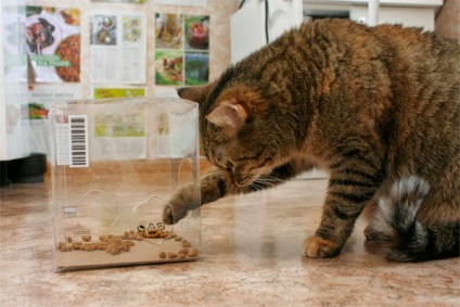 Cat vrea sa joace alimentatoare pentru pisici, care nu le va permite să se plictisească (pisici) Cat vrea sa joace alimentatoare pentru pisici, care nu le va permite să fie plictisit