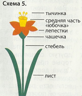 narcise tricotate Krasivennye (blog) narcise Krasivennye tricotate