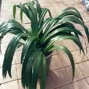 fotografii Crinum, punctele de vedere și de îngrijire la domiciliu (reproducerea Crinum) fotografii Crinum, punctele de vedere și de îngrijire la domiciliu