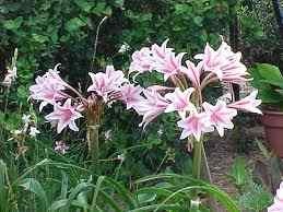 fotografii Crinum, punctele de vedere și de îngrijire la domiciliu (Crinum) fotografii Crinum, punctele de vedere și de îngrijire la domiciliu
