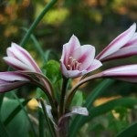 Crinum - ingrijire flori la domiciliu, transferul, reproducerea, boala (de îngrijire) de îngrijire de flori în casă, de transfer, de reproducere, boala - Crinum