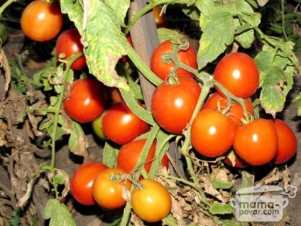 Austeră în bucătărie (bucătarul mama) () Austeră în bucătărie (mama mea găti)