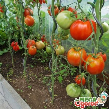 roșii mari, fructe - in special soiuri de specii diferite, avantajele lor și tehnologia de plantare (tomate) roșii de fructe mari - în special soiuri de diferite tipuri, avantajele lor și tehnologia de plantare