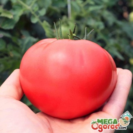 roșii mari, fructe - in special soiuri de specii diferite, avantajele lor și tehnologia de plantare (plantare) roșii de fructe mari - în special soiuri de diferite tipuri, avantajele lor și tehnologia de plantare