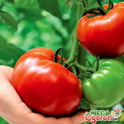 roșii mari, fructe - in special soiuri de specii diferite, avantajele lor și tehnologia de plantare (plantare) roșii de fructe mari - în special soiuri de diferite tipuri, avantajele lor și tehnologia de plantare