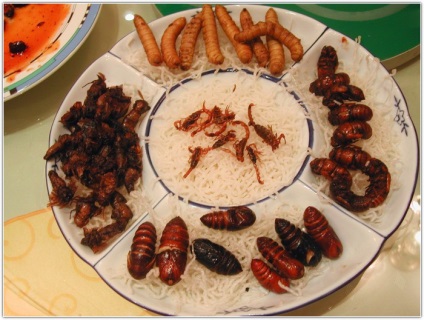 Unde sunt gândaci (gândaci) În cazul în care a făcut gândaci