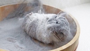 chinchilla de baie, chinchilla fericit (chinchila) Scăldat chinchilla, chinchila fericit