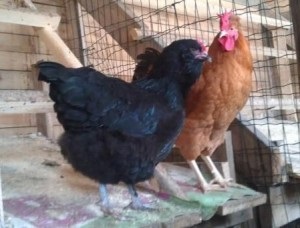Pui earflaps ucraineni, ferma acasă (foto) Pui earflaps ucraineni, fermă acasă