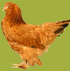 Pui ucrainean căciulă rusească, Casa-ferma (pui) Pui earflaps ucraineni, fermă acasă
