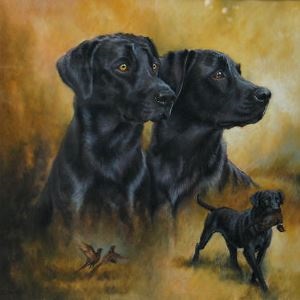 Labrador caracteristic și rasa descriere (hrana pentru animale) Caracteristici Labrador rasă și descriere