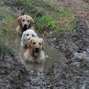 Labrador caracteristic și descriere roca (roca) Caracteristici Labrador rasă și descriere