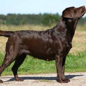 Labrador caracteristic și rasa descriere (ciocolata labrador) Caracteristici Labrador rasă și descriere