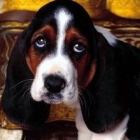 Labrador caracteristic și descriere roca (roca) Caracteristici Labrador rasă și descriere