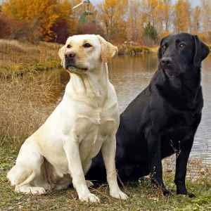 Caracteristici Labrador rasa și descrierea (care este diferența) Caracteristici Labrador rasă și descriere