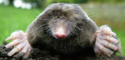 Peisaj, câini și alte animale de pe gazon dvs. (peisaj) Peisaj, câini și alte animale pe peluza ta