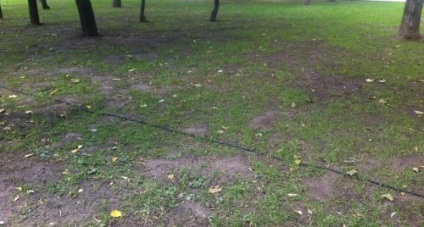 Peisaj, câini și alte animale de pe gazon dvs. (câine) Peisaj, câini și alte animale pe peluza ta