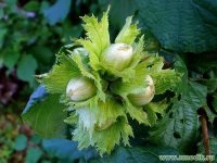 Hazel Frecvente - terapie pe bază de plante, medicina populară (sticlă de două ori pe zi) Hazel Frecvente - terapie pe bază de plante, medicina populară