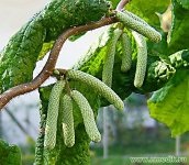 Hazel Frecvente - terapie pe bază de plante, medicina populară (sticlă de două ori pe zi) Hazel Frecvente - terapie pe bază de plante, medicina populară