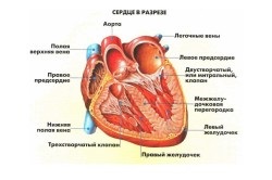 Terapia Exercitarea în infarctul miocardic (miocard) Terapia Exercitarea în infarctul miocardic