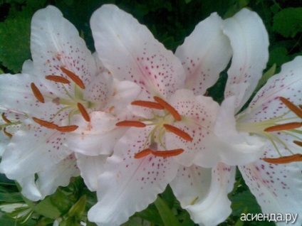 Lily miros (miros crin) Lily-parfumat