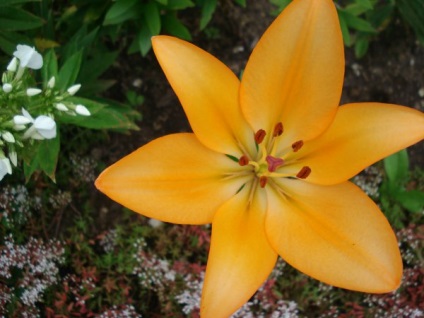 Lily pentru forțarea gradina sau houseplant (crin) Lily pentru forțarea gradina sau houseplant