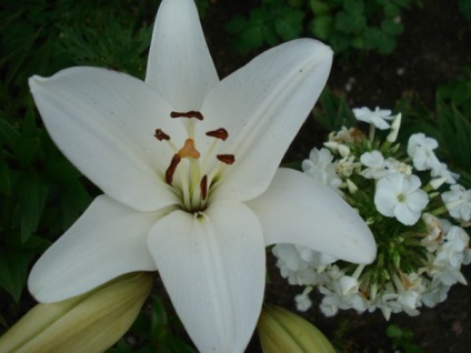 Lily pentru forțarea gradina sau houseplant (houseplant) Lily pentru forțarea gradina sau houseplant