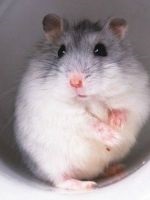 Tratamentul pecingine hamster (tratament) Tratamentul de hamster Zoster