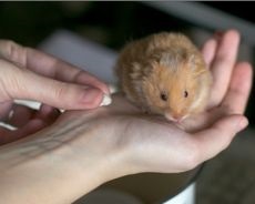 Zoster tratament hamster (Tipuri de privarea unei persoane) Tratamentul de hamster Zoster