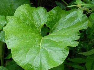 brusture frunze pentru tratamentul varicelor la nivelul picioarelor (picioare) brusture frunze pentru tratarea venelor varicoase pe picioare