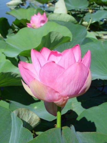 Lotuși în România pentru a vedea pentru tine (Nelumbo caspica) Lotuși în România pentru a vedea pentru tine