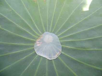 Lotuși în România pentru a vedea cu proprii ochi (Lotus Primorie) Lotuși în România pentru a vedea pentru tine