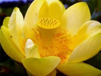 Lotuși în România pentru a vedea cu proprii ochi (lotus) Lotuși în România pentru a vedea pentru tine