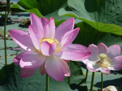 Lotuși în România pentru a vedea cu proprii ochi (Lotus România) Lotuși în România pentru a vedea pentru tine