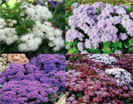 Cele mai multe paturi de flori frumoase anuale secrete designeri (multe plante începe) Cele mai multe paturi frumoase flori anuale secrete designeri