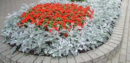 Cele mai multe paturi de flori frumoase anuale secrete designeri (multe plante începe) Cele mai multe paturi frumoase flori anuale secrete designeri
