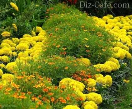 Cele mai multe paturi de flori frumoase anuale secrete designeri (multe plante încep să înflorească) Cele mai multe paturi frumoase flori anuale secrete designeri