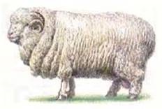 Cele mai multe rase de oi (cel mai bun) Cele mai multe rase de ovine