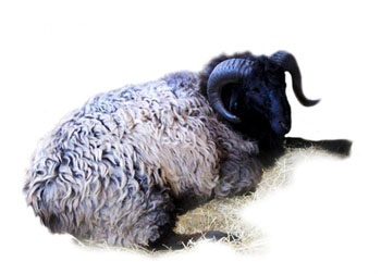 Cele mai multe rase de ovine (cele mai bune rase de ovine) Cele mai multe rase de ovine