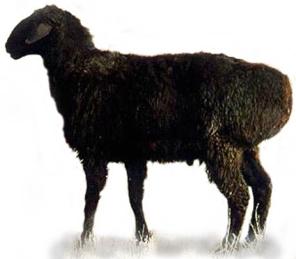 Cele mai multe rase de ovine (oi) Cele mai multe rase de ovine