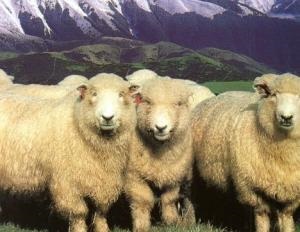 Cele mai multe rase de oi (cel mai bun) Cele mai multe rase de ovine