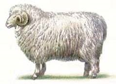 Cele mai multe rase de ovine (oi) Cele mai multe rase de ovine