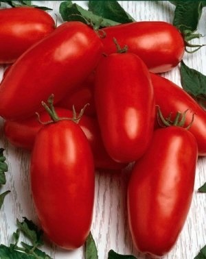 Cele mai bune soiuri cu randament ridicat de tomate (tomate) DIN Cele mai bune soiuri cu randament ridicat de tomate