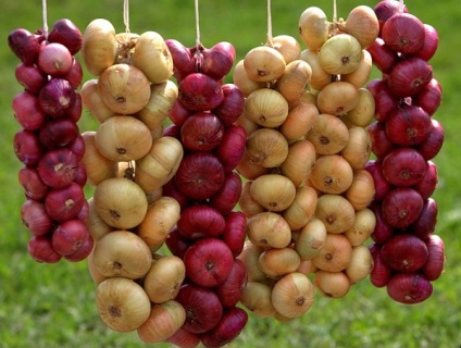 Caracteristici ceapa si secrete Masini (practici agricole) Caracteristici ceapa si secrete ale practicilor agricole