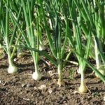 Caracteristici ceapa si secrete Masini (bec) Caracteristici ceapa si secrete ale practicilor agricole