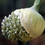 Caracteristici ceapa si secrete Masini (practici agricole) Caracteristici ceapa si secrete ale practicilor agricole